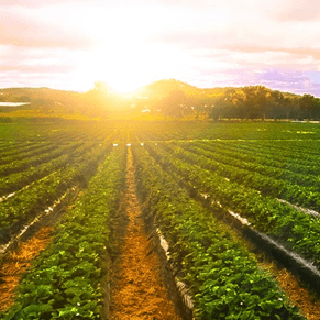 Finance Farm Land Purchase